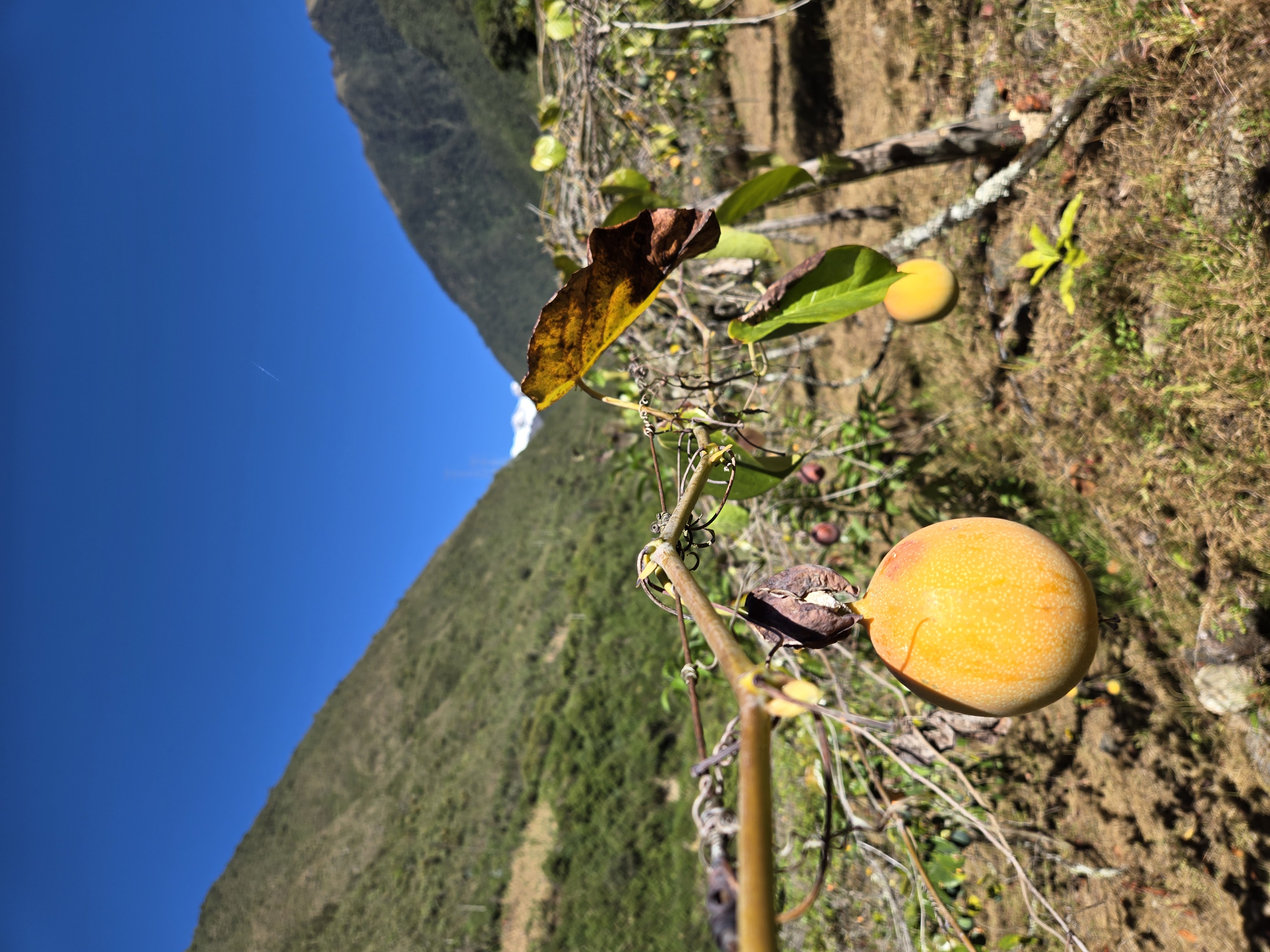 Fresh passion fruit opened along the trail