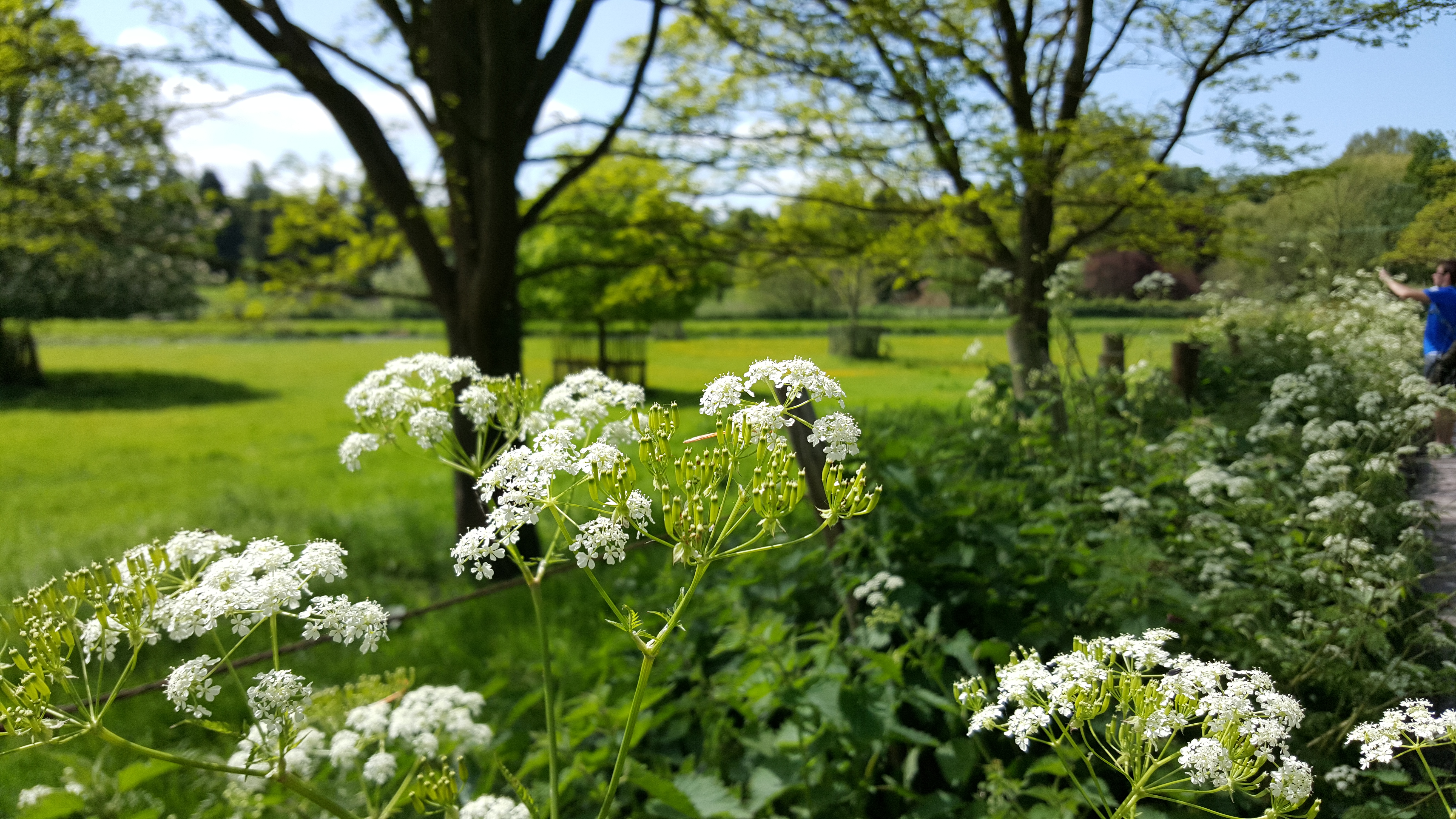 Green English countryside