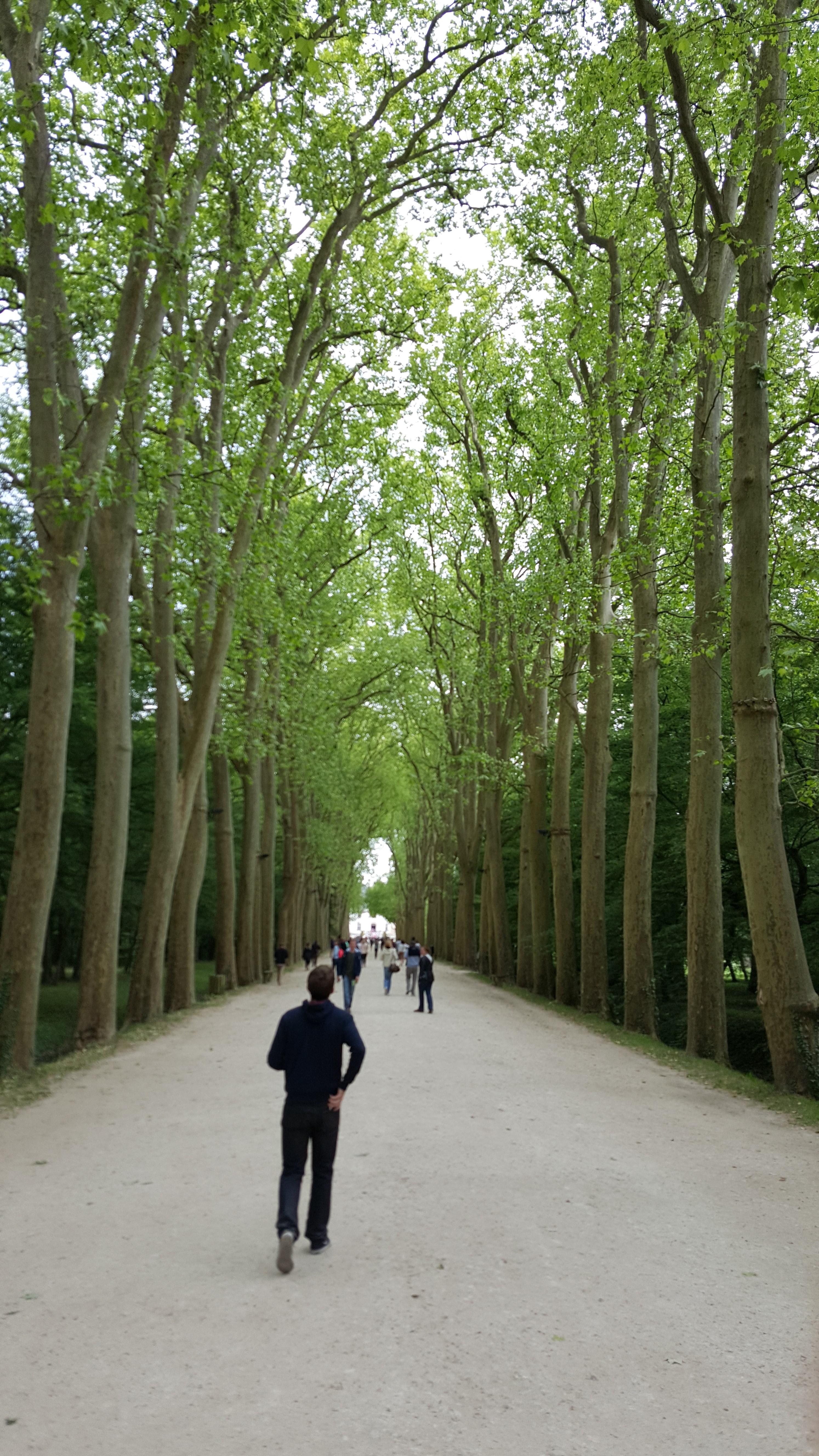 Long tree-lined path leading toward Château de Chenonceau
