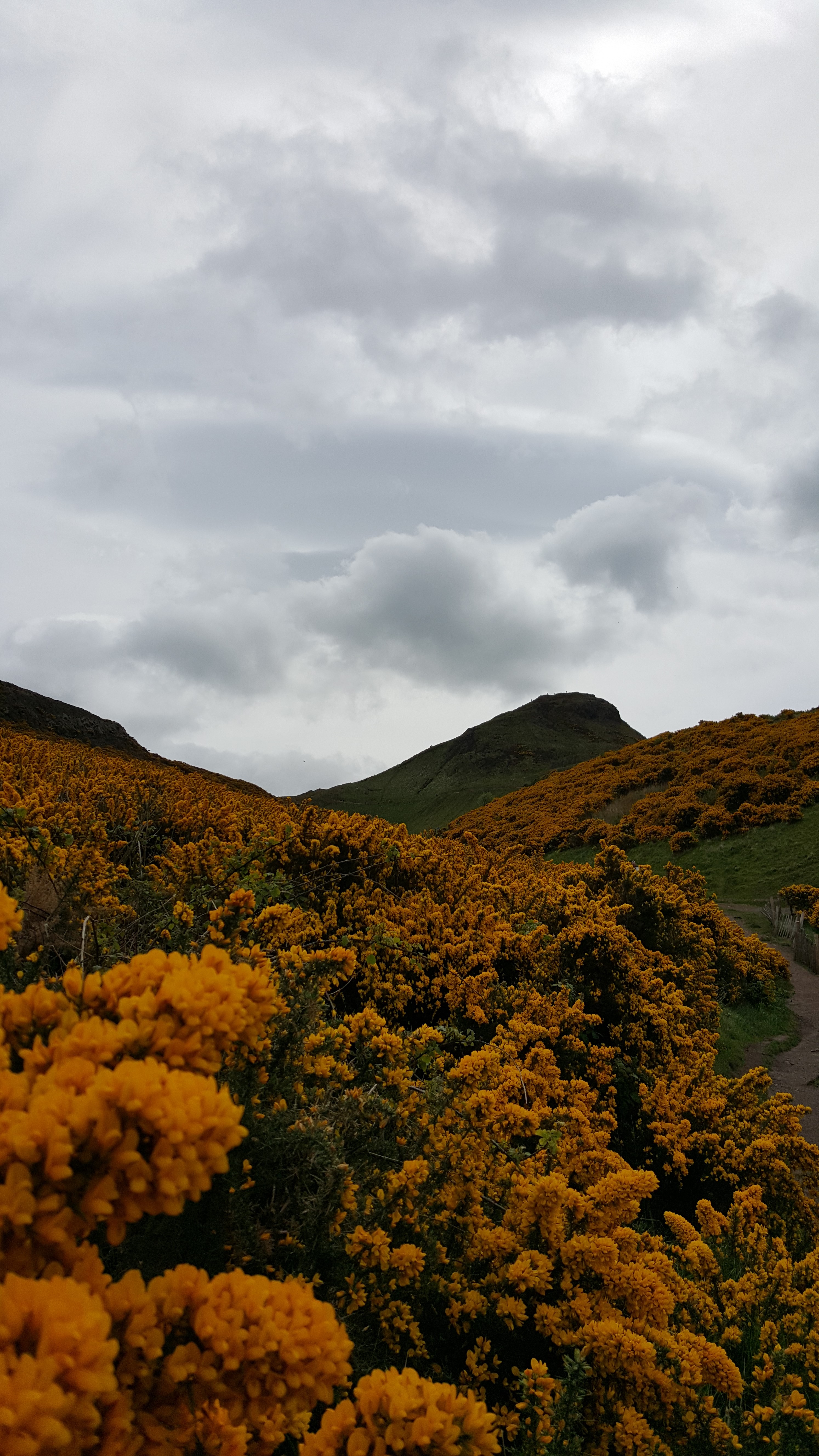 Flower-covered hills in Scotland
